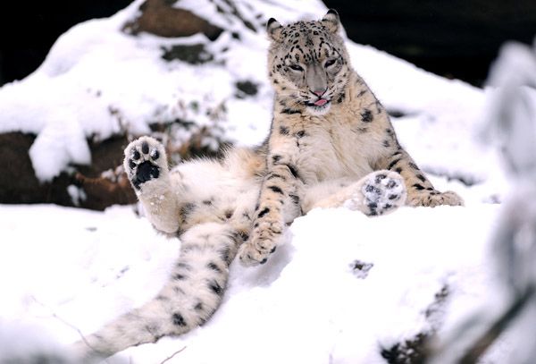 Snow leopards especially love the snow.